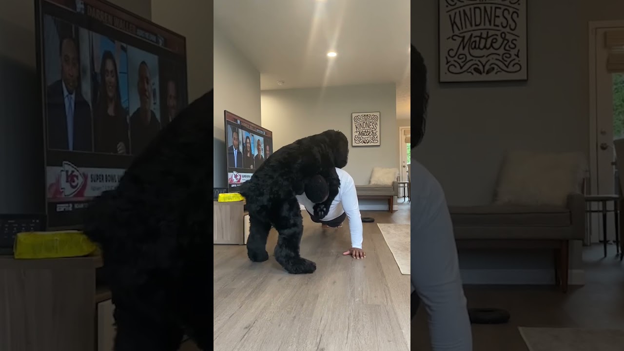 Thor The Giant Schnauzer Is Very Clingy 😂🥰 (🎥: TT/ thor_the_giant_schnauzer)