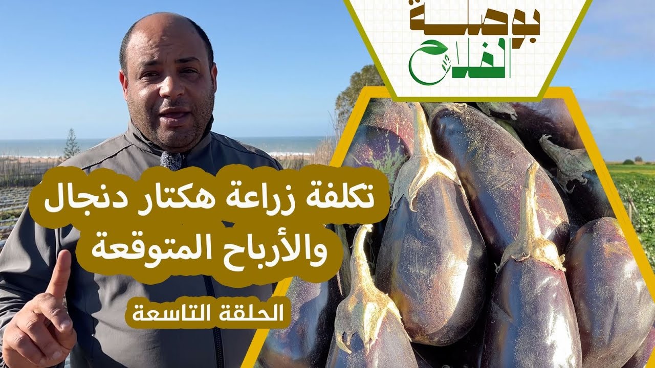 بوصلة الفلاح(ح9)محصول صبار وربح مضمون.. تعرف على  سر نجاح زراعة الباذنجان