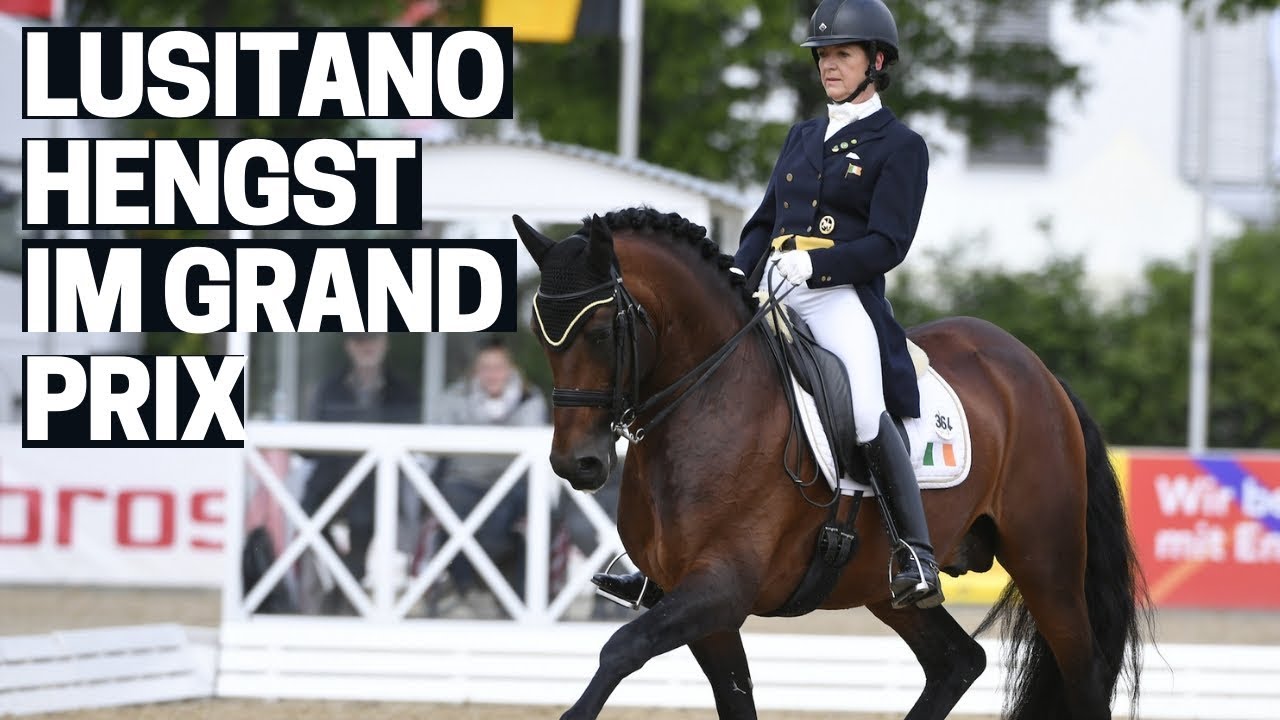 Lusitano gibt alles im Grand Prix 🔝 | Anna Merveldt & Esporim | Pferd International München |