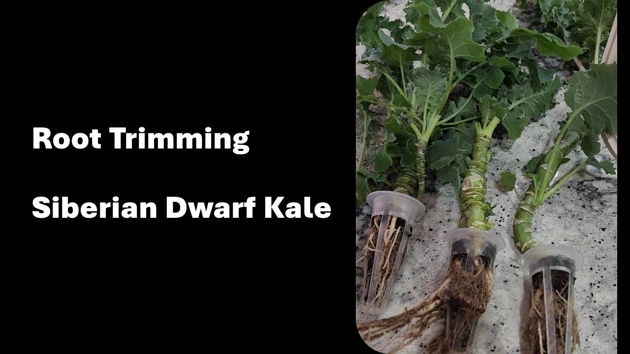 Root trimming Kale plants growing in Spider Farmer Hydroponics System