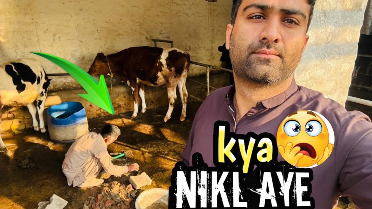 😱😰 yeh kya h Gaya #dailyvlog