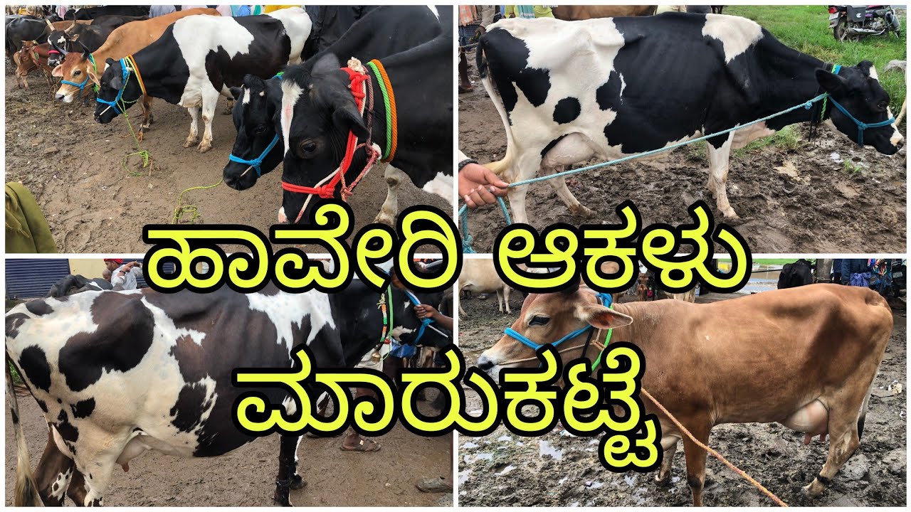 Haveri Cow Market | ಹಾವೇರಿ ಆಕಳು ಮಾರುಕಟ್ಟೆ