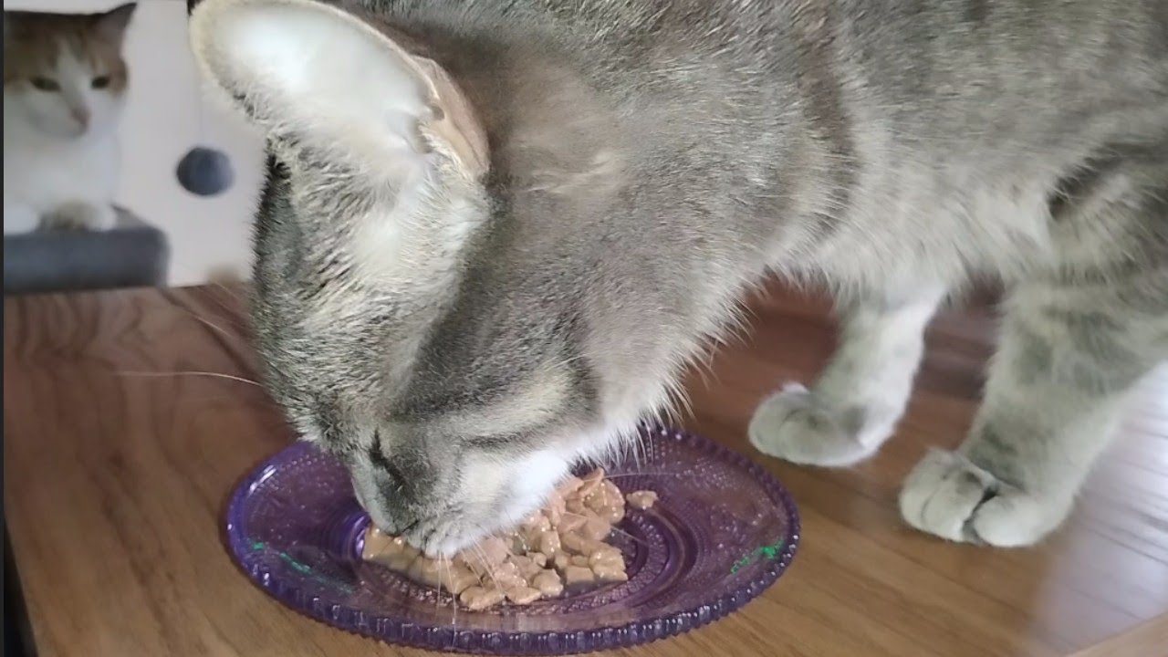 Tabby Cat Eating Trout Cuts 