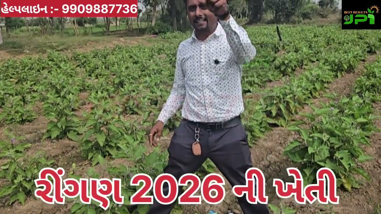 રીંગણની ખેતી 2026 ||  ની 7 જ ગુંઠા જમીન || 20 કિલો સ્ટાર્ટ || 9909887736