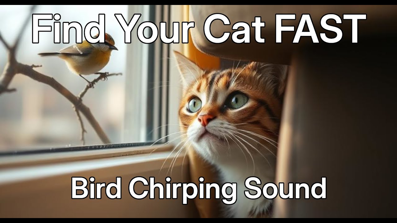 Find Cat with Bird Chirping Sounds 🐦🐱 | Get a Cat to come to You Sound
