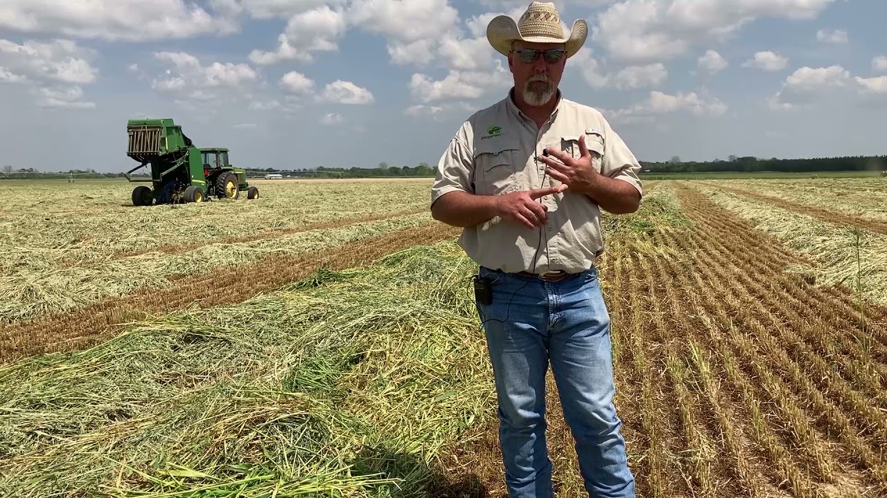 Making oats baleage in the South US
