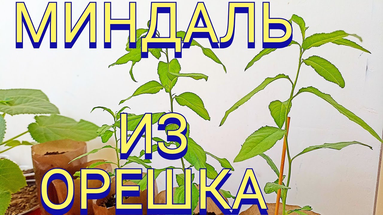 Миндаль  из орешка.