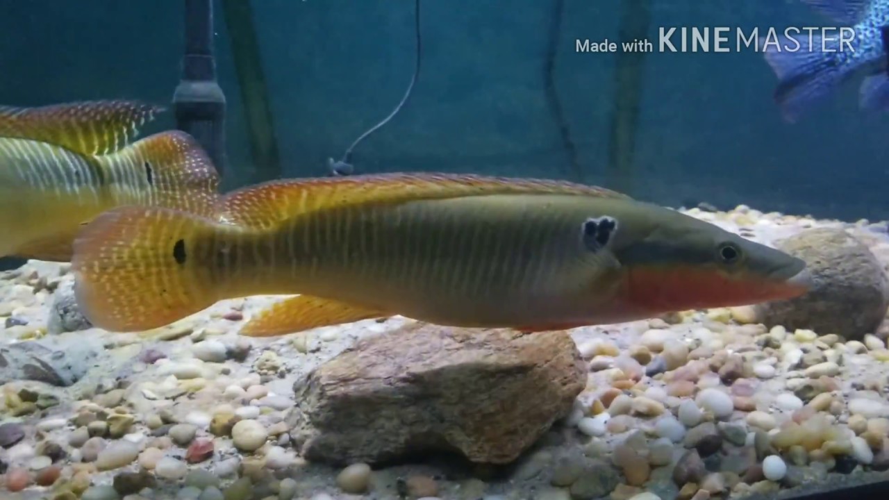 Crenicichla zebrina...Holy Grail of Pike Cichlids