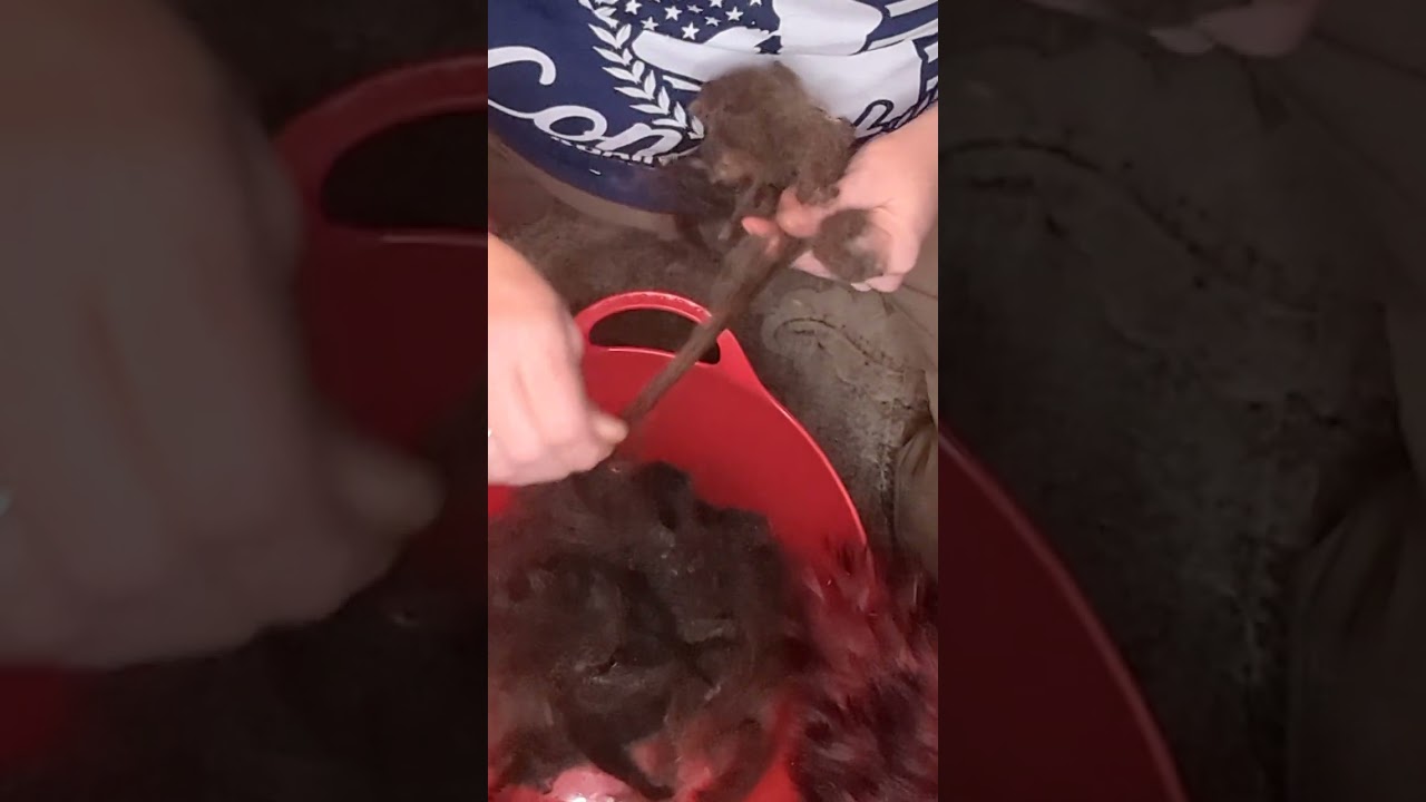 Sperating wool locks 