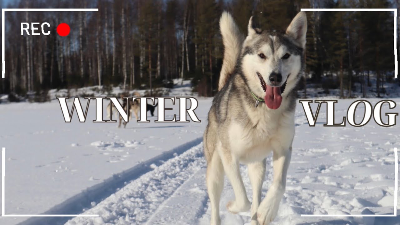 A week in my life as a sled dog guide 🐾❄️