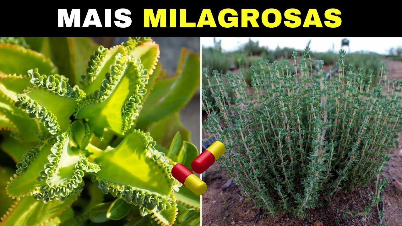 10 Plantas MEDICINAIS e MILAGROSAS Que Você Deve Ter Na Sua CASA (Parte 8)