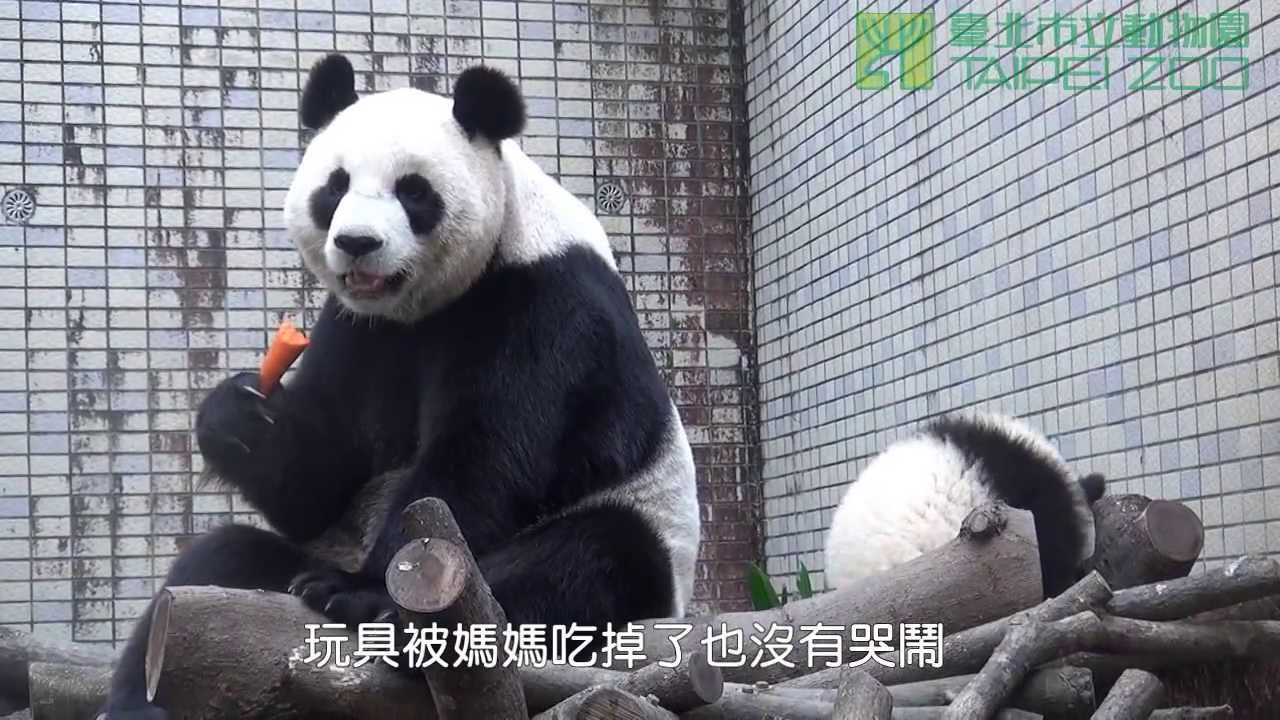 紅蘿蔔之役 Yuan Zai with Carrot
