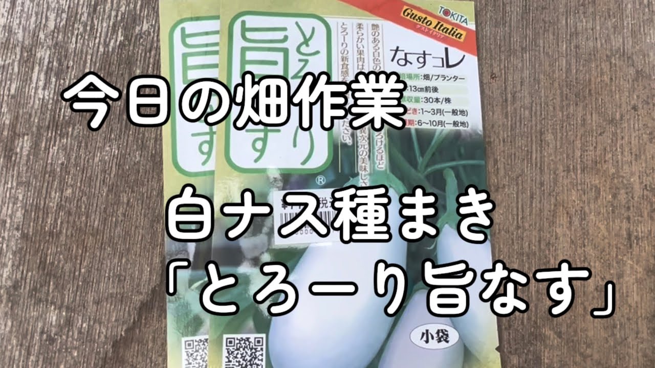 今日の畑作業　白ナス「とろーり旨なす」種まき 2/20