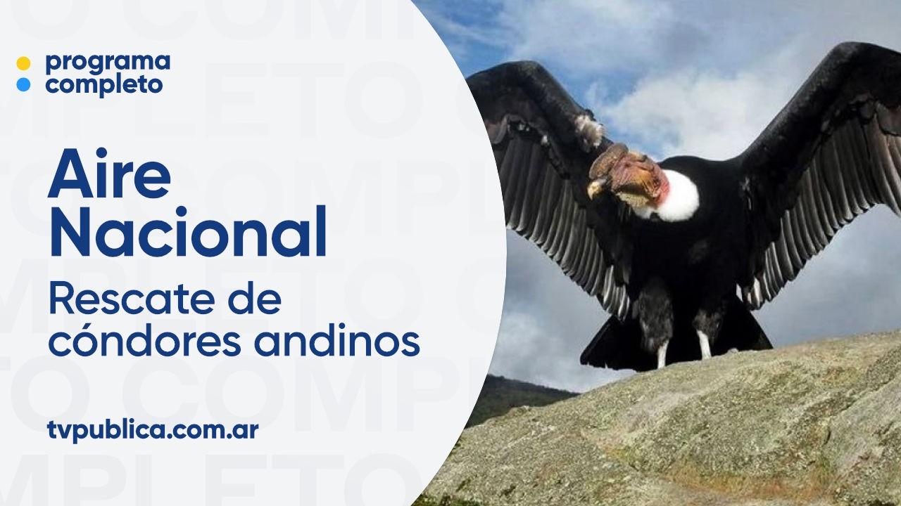 Conservación del cóndor andino en Mendoza y producción en la Patagonia - Aire Nacional
