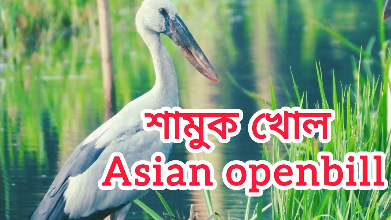 এশীয় শামুকখোল (Asian openbill)