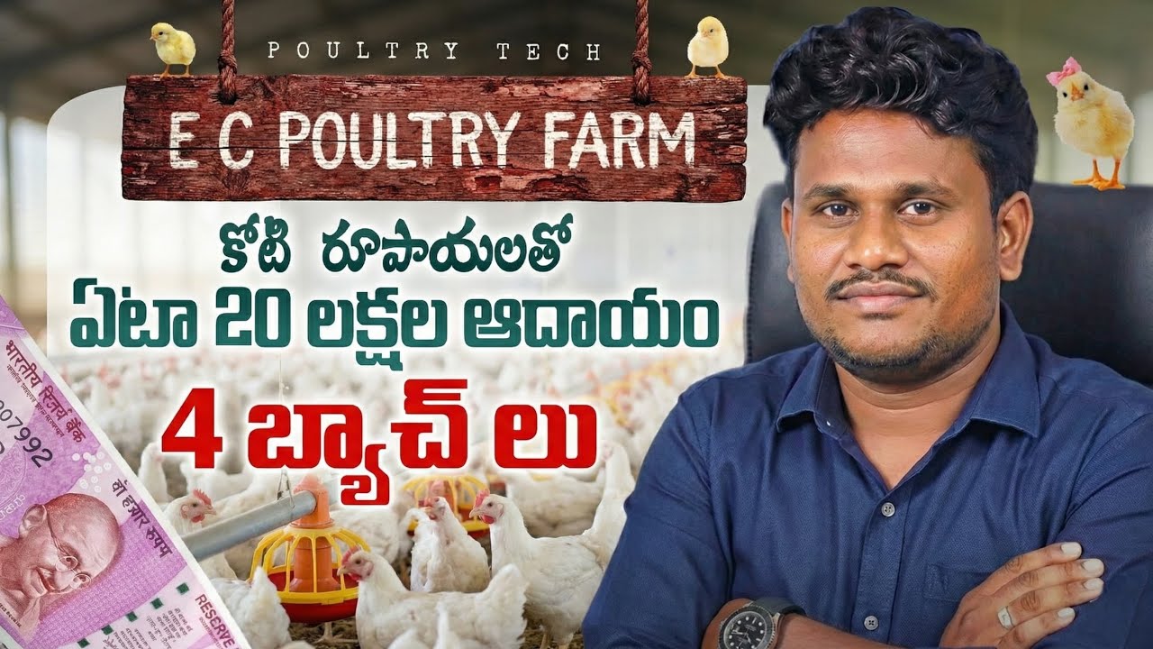 EC పౌల్ట్రీ ఫారం కోటి రూపాయలతో ఏటా 20 లక్షల ఆదాయం 4 బ్యాచ్ లు?