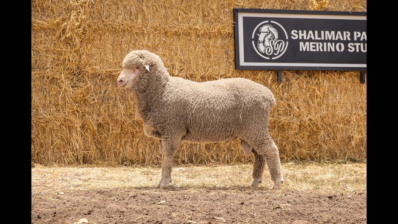 Lot 17 Shalimar Park Merinos
