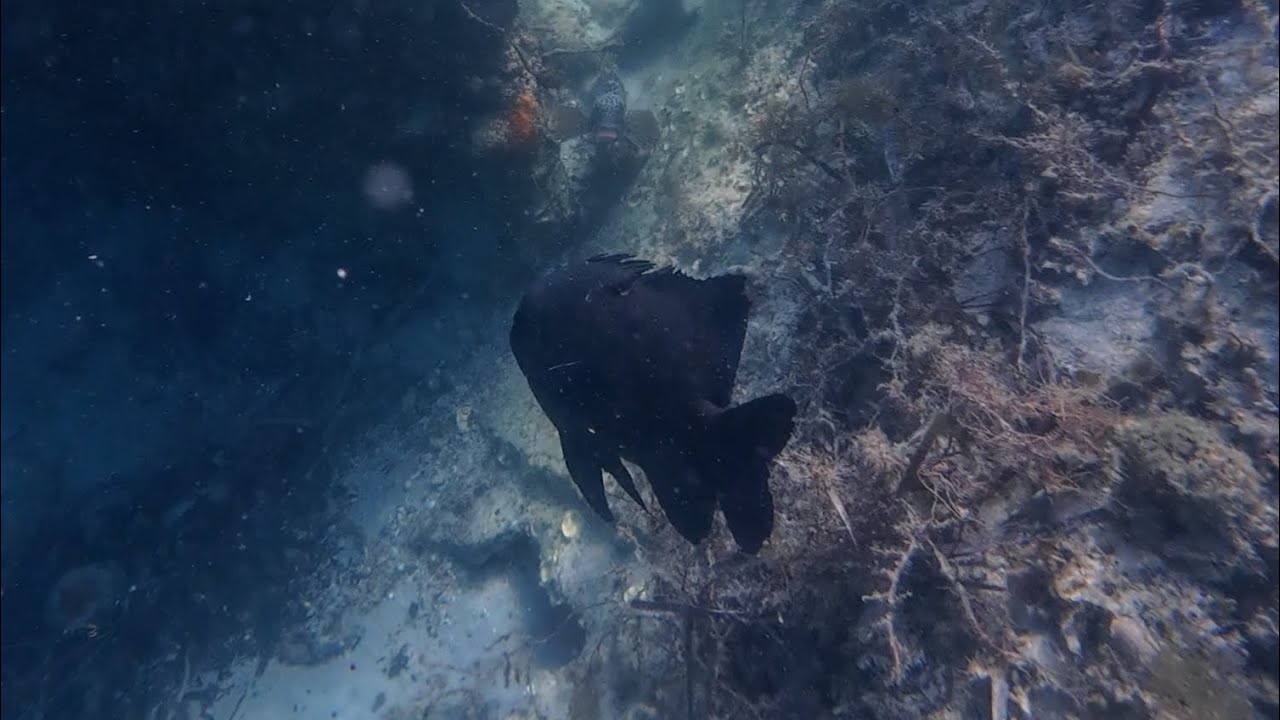 Shipwreck Snorkeling Ocean ASMR