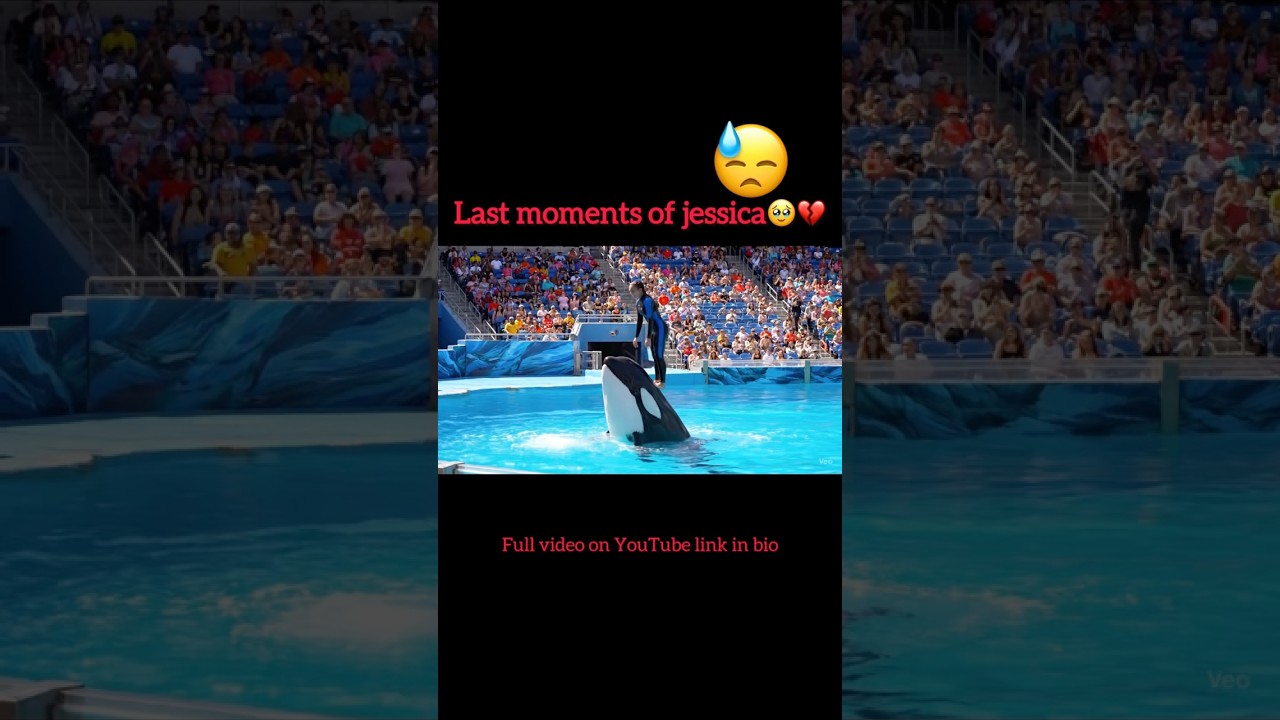 Jessica radcliffe orca Attack|| jessica dolphin Attack #jessica #jessicaradcliffe #orca #orcaattack