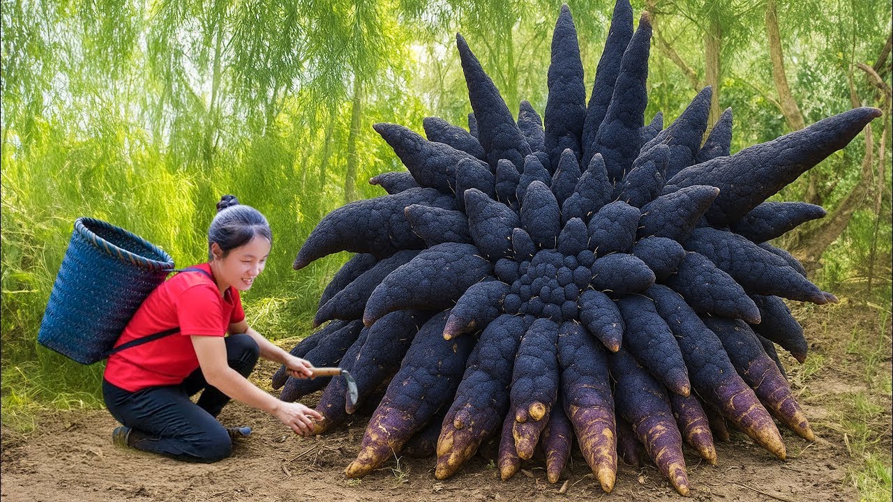 Harvest A Lot Of Giant Devil 100 Legged Yam in Bamboo Forest Goes to Market Sell | Susan Daily Life