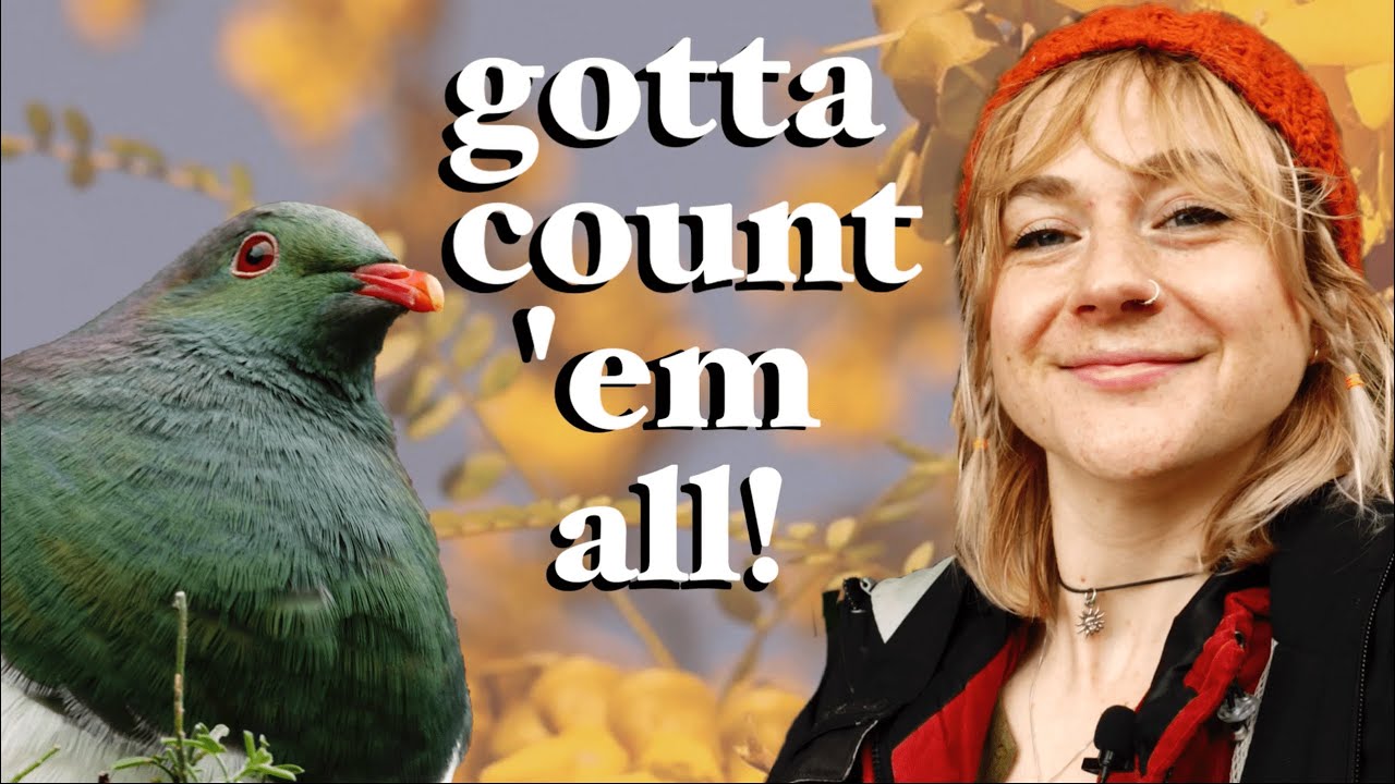 how many kererū can I count in 30 minutes? | conservation with citizen science