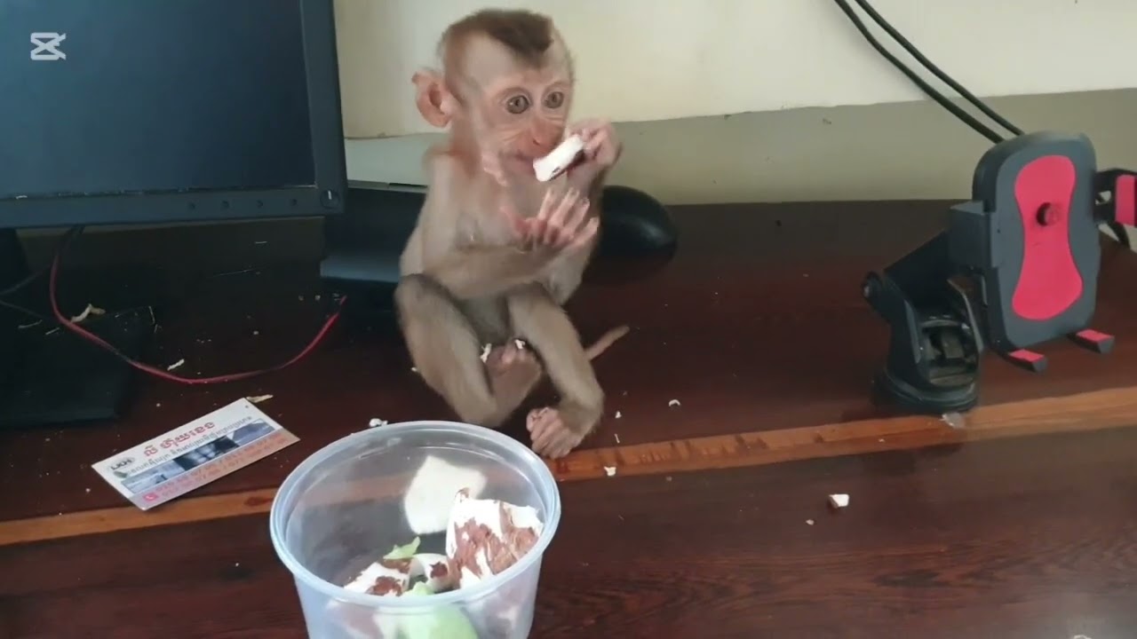 Mary eat banh hoy #mary  #monkey  #animals  #asmr 