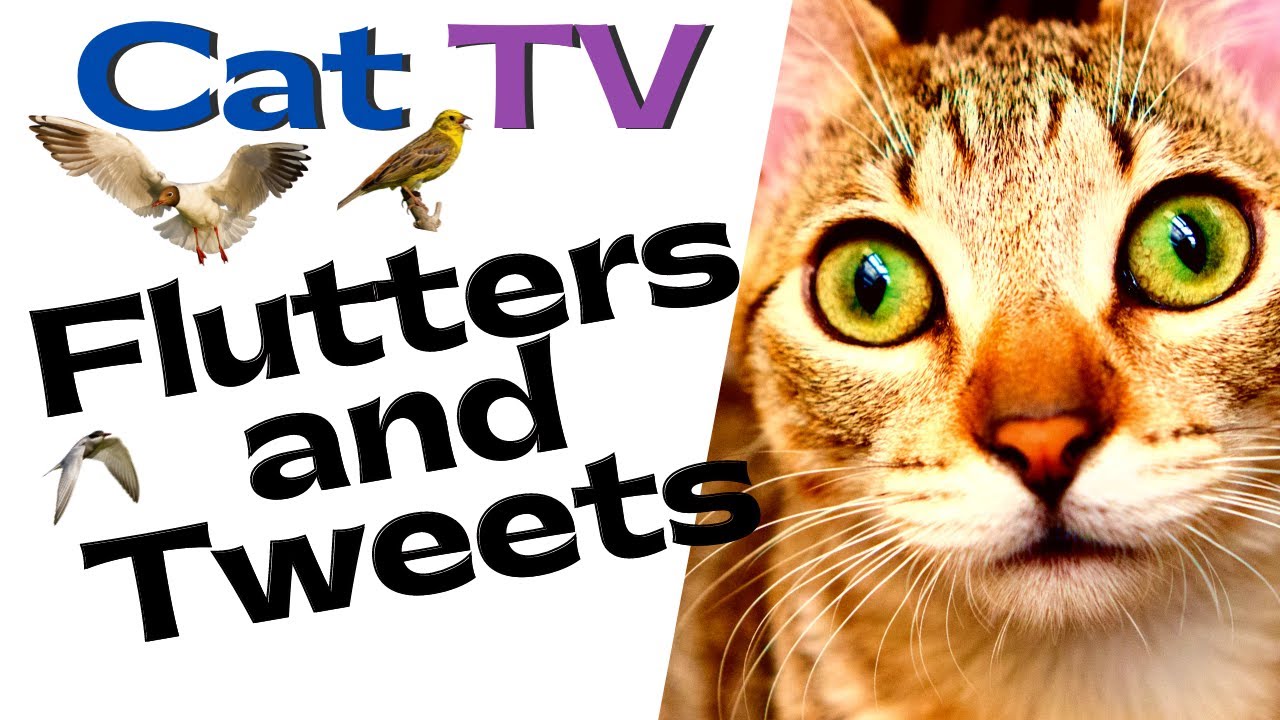 3 Hour Bird Sounds for Cats w/Squirrels & Fluttering Wing Sounds