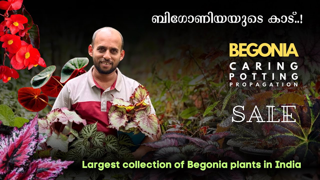 ബിഗോണിയയുടെ ഏറ്റവും വലിയ കളക്ഷൻ | BEGONIA CARE | POTTING | PROPAGATION