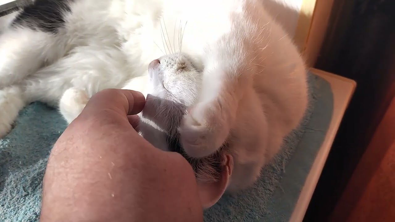 Cat Katya is basking in the sun. Tender Video😺