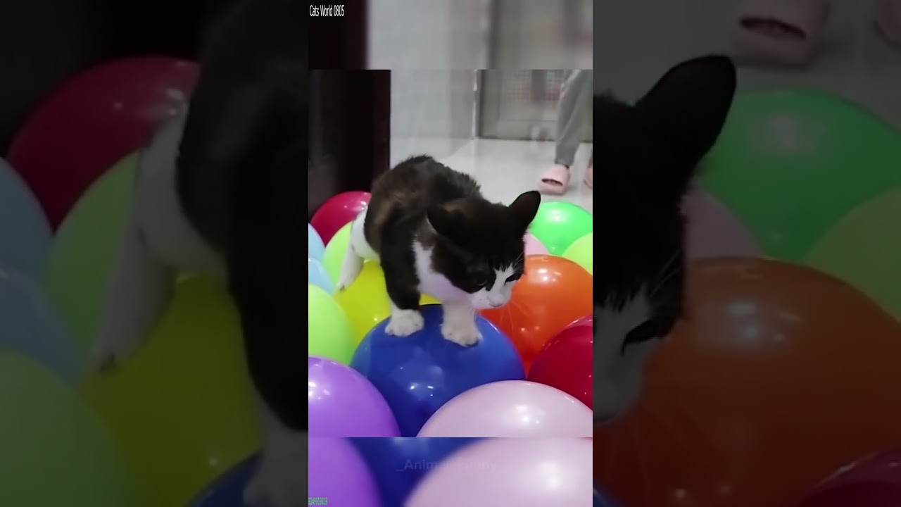Funniest Cat 🐈‍⬛ Will Cheer you Up 🐱 # Ep 8519