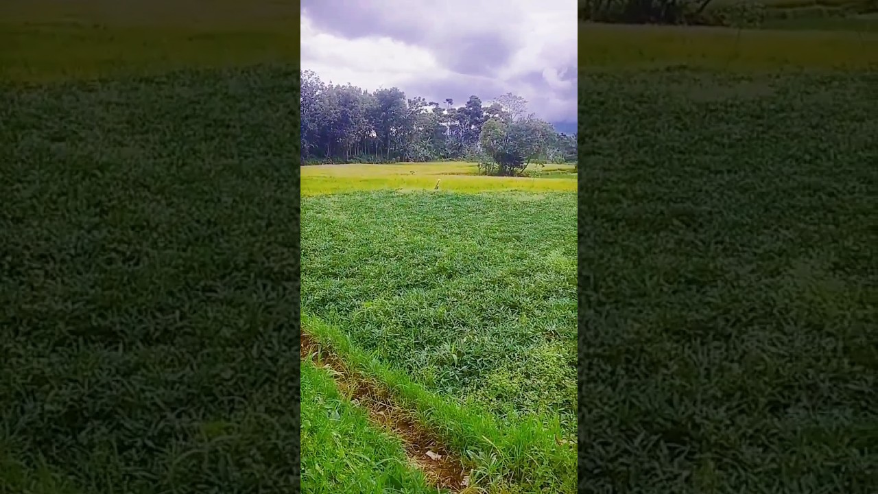 pesona pegunungan di balik pesawahan #RiceTerrace #NatureLovers #TerracedRiceFields #mountains