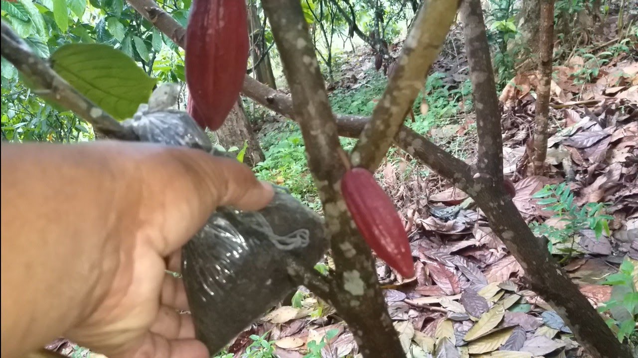 fazendo alporquia em cacau para produção de mudas clonada muito fácil e rápido dicas importantes