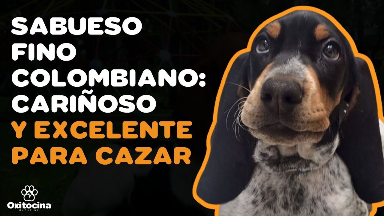 SABUESO FINO COLOMBIANO: 9 COSAS que debes SABER