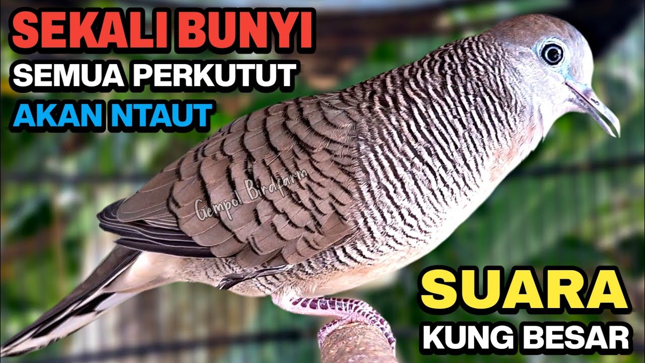 Perkutut Lokal Gacor Suara Kung Besar Pancingan Burung Perkutut Agar Bunyi.