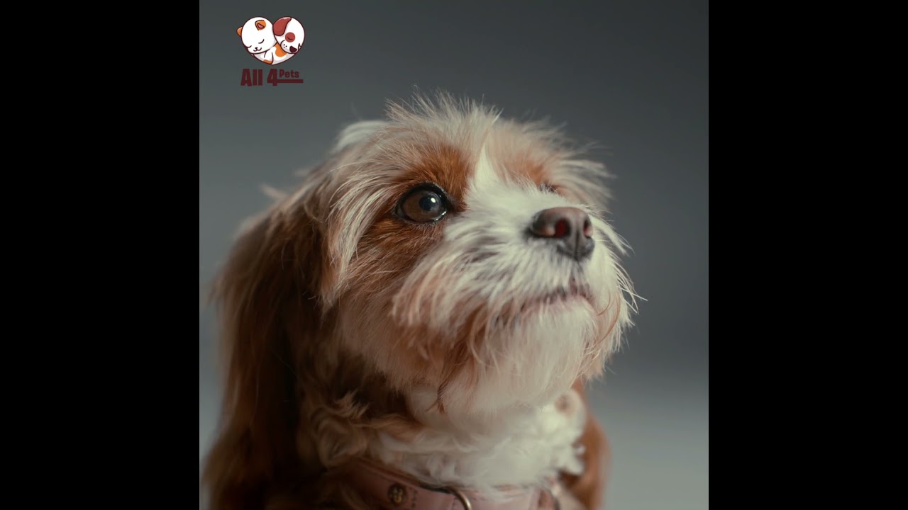 Dog | Portrait | Pet | Cavapoo | All 4 Pets | 4K | Ultra HD