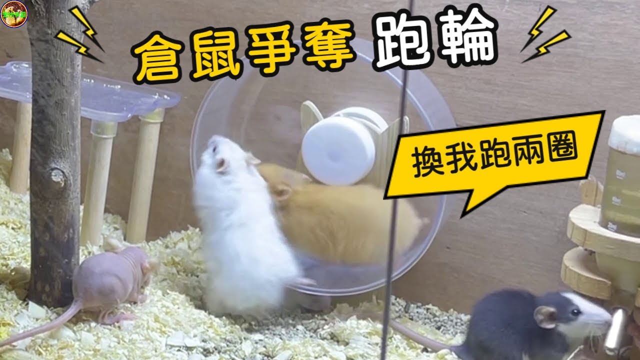 兩隻倉鼠為了心愛的姑娘減肥，上演搶跑輪大戰，笑噴【寵物爭霸】