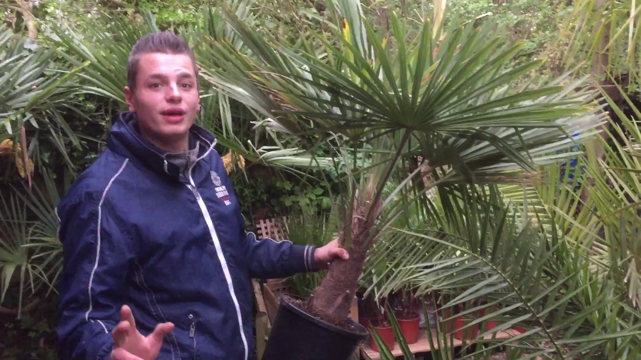 Uitleg Trachycarpus Fortunei winterharde palm waaierpalm -18 uitleg Teeninga Palmen palmboom palmen