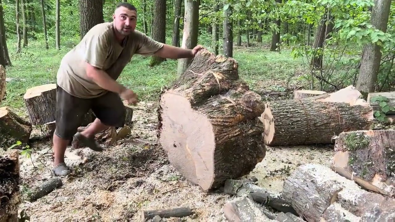 Штіль Stihl і великі дрова and big trees 🌳. Cutting trees 🌳 MS 462 C-M and MS 361 💪💪💪