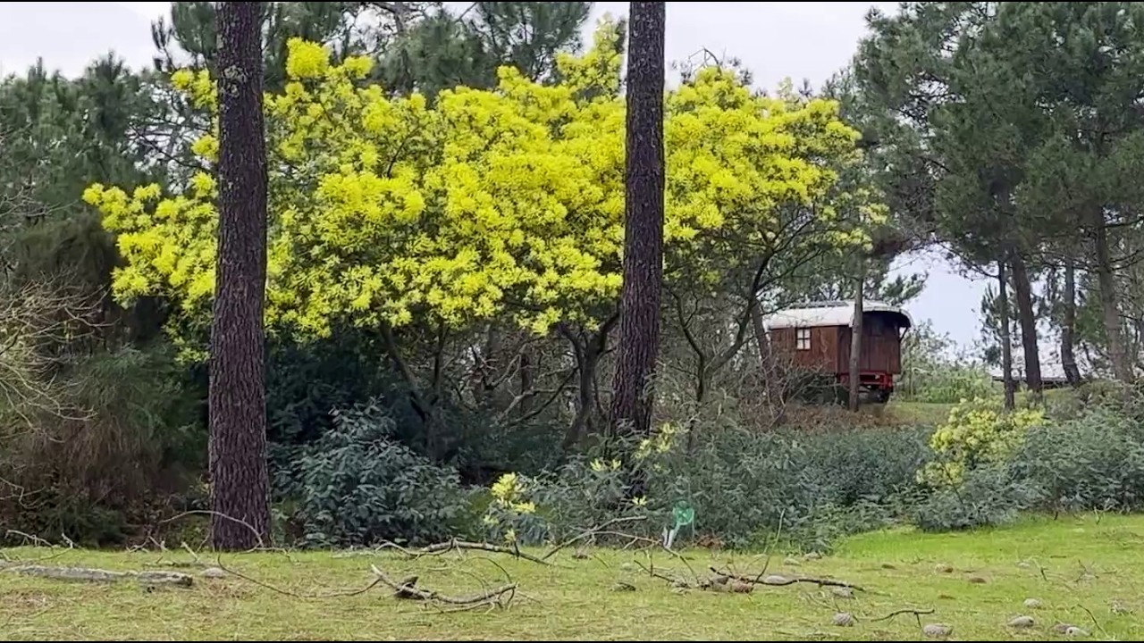 Mimosas au CHM