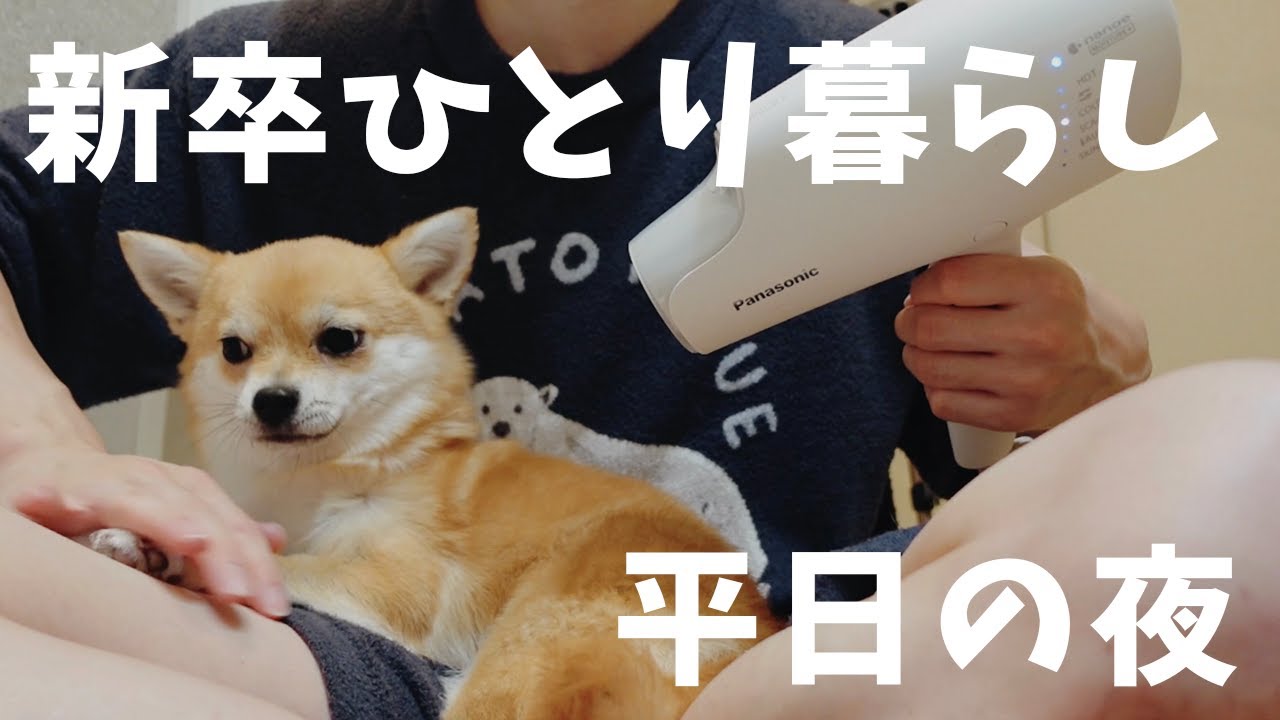 仕事終わりに愛犬をお風呂に入れる平日の夜🌙