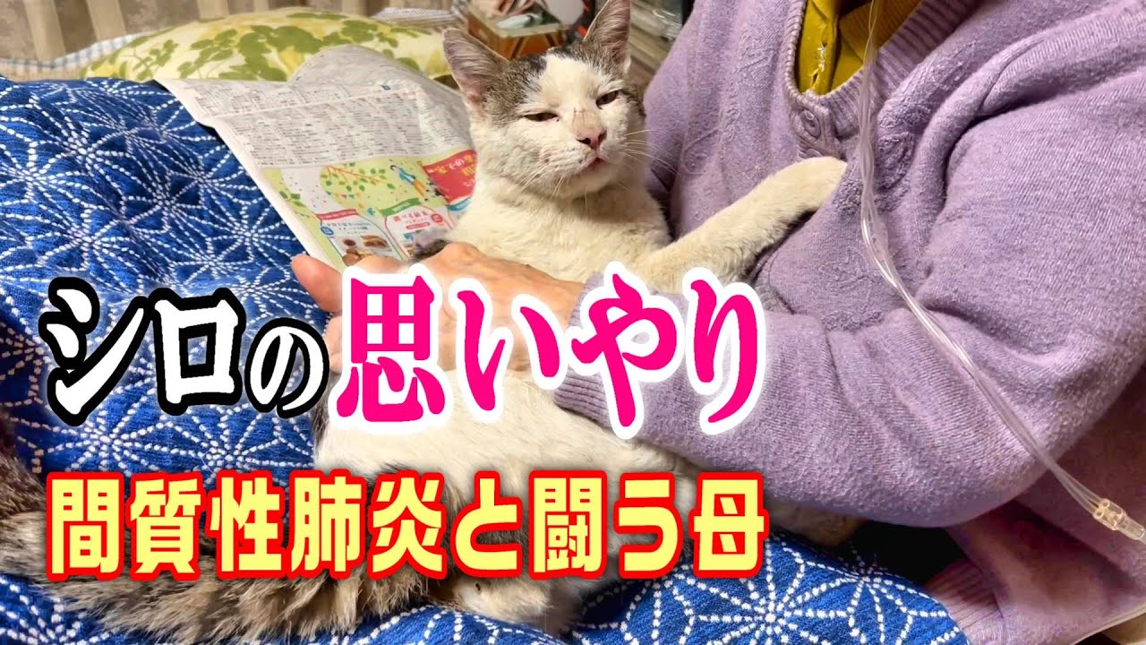 【感動的な抱っこシーン】間質性肺炎の母とシロ、退院後の穏やかな時間【オリジナル曲】