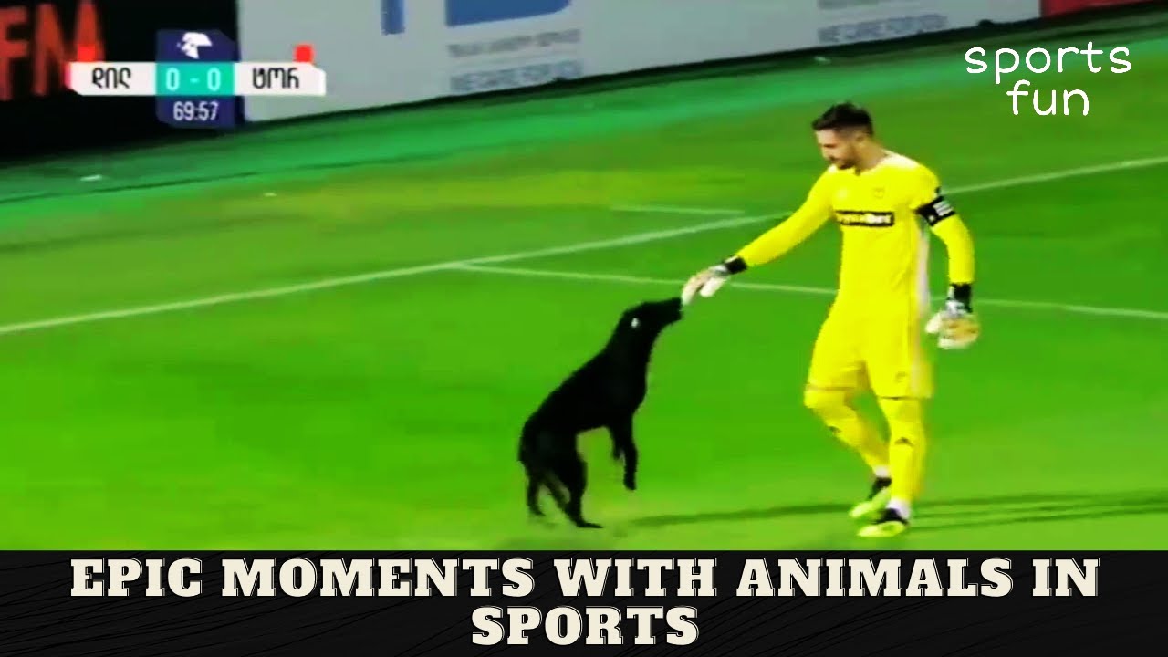 20 EPIC MOMENTS WITH ANIMALS IN SPORTS