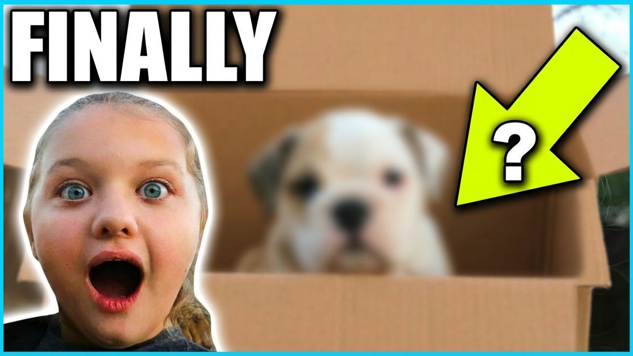 We Surprised Aubrey with a Bulldog Puppy! (Emotional Moment)