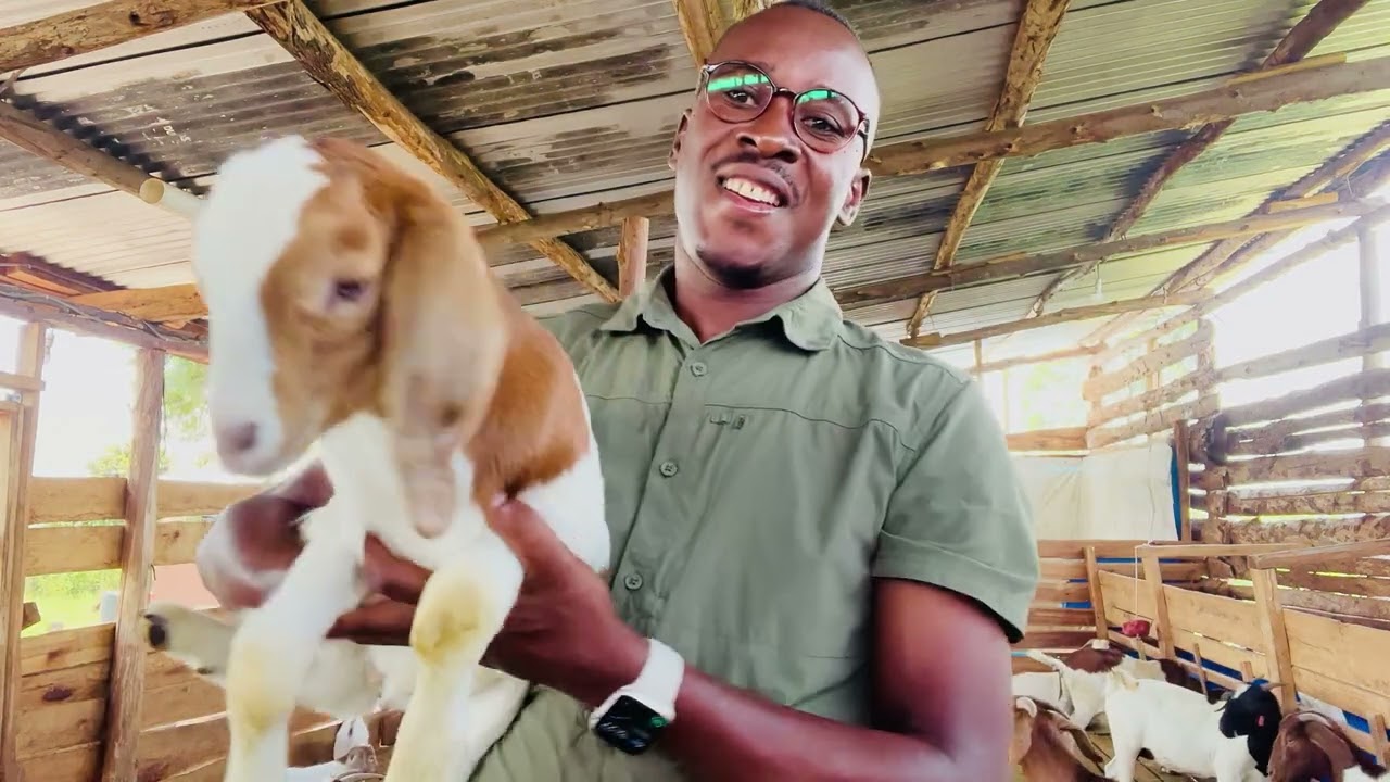 ADVANTAGES OF GOATS ON ZERO GRAZING. +256705106568