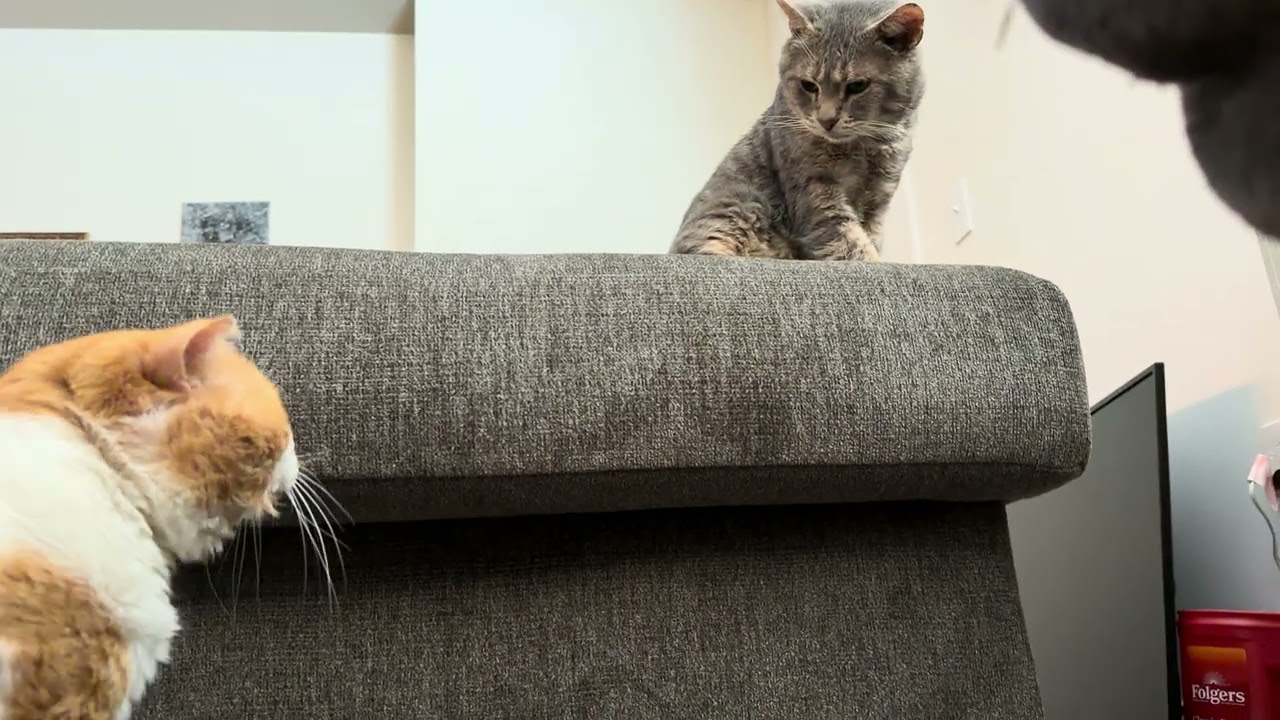 Жирное лицо, кривляние