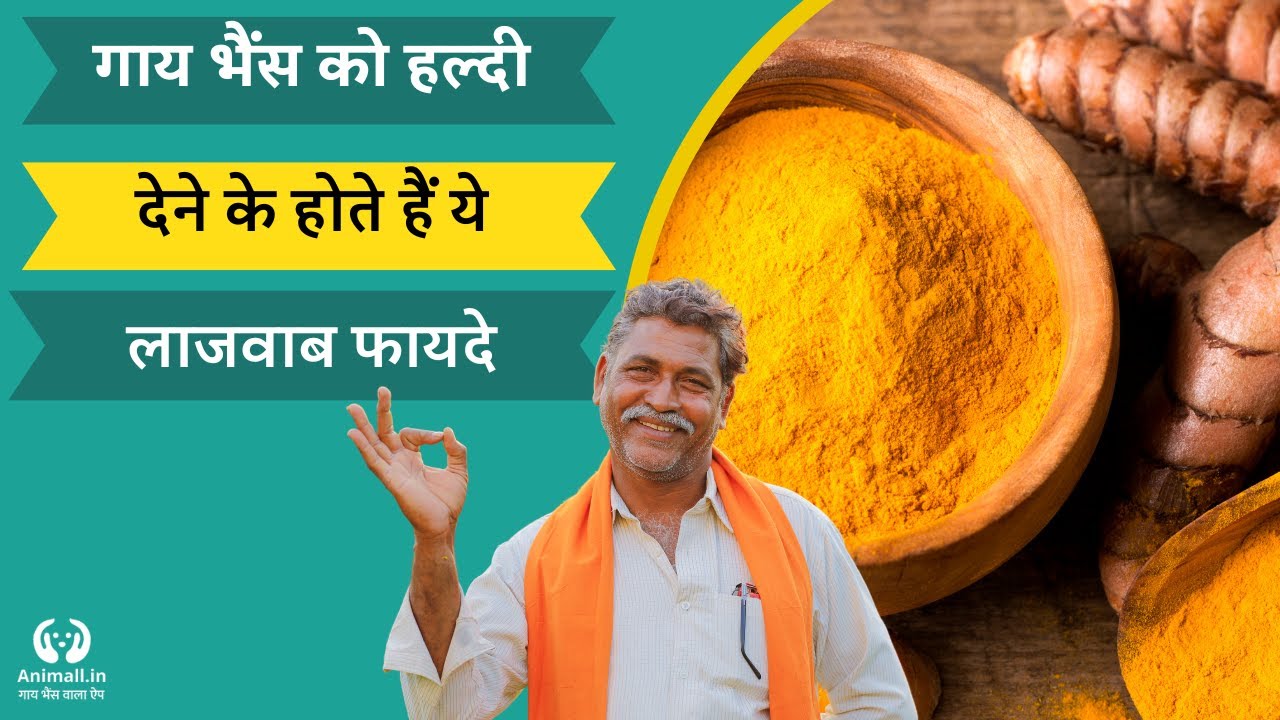 गाय भैंस को कब और क्यों दी जाती है हल्दी। haldi benefits on cow and buffaloes| Turmeric|