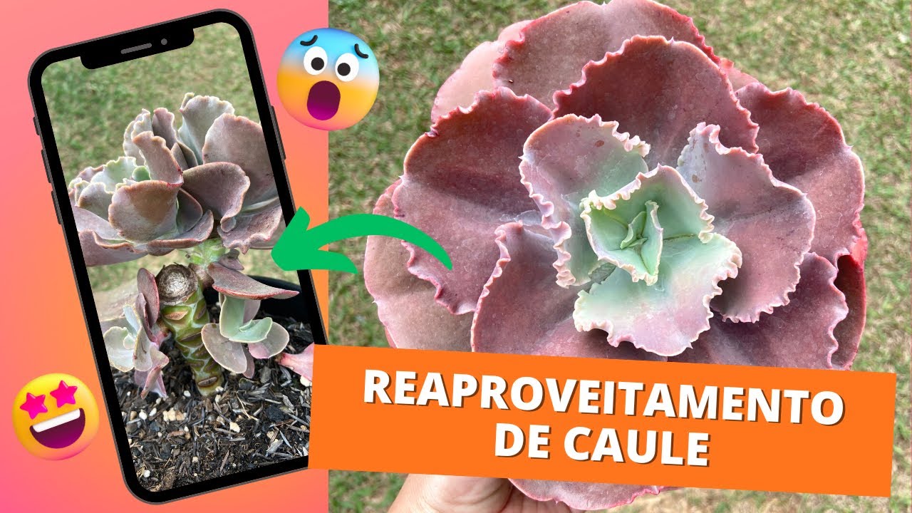 Reaproveitamento de caule das Gibbiflora, como fazer mudas de suculenta Gibbiflora