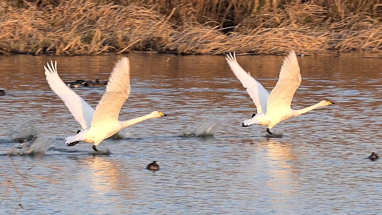 白鳥の飛翔 コハクチョウの長い助走 Swans Flying From Siberia To Overwinter : 越冬地 多々良沼・ガバ沼 (群馬県館林市) : 4K
