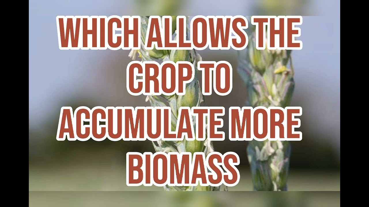 Indian Agricultural Research Institute develops wheat varieties to beat heat stress | UPSC