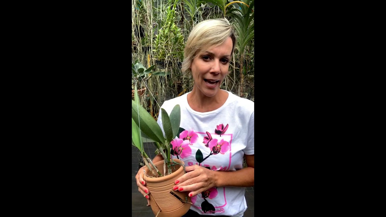 UMIDADE CERTA PARA ENRAIZAR SUA ORQUÍDEA